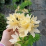 Azalija (Rhododendron) šviesiai geltona (sėjinukai)